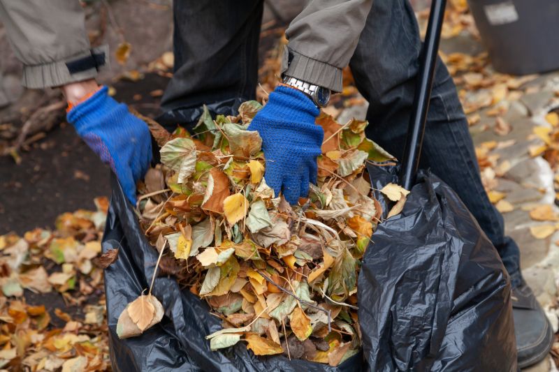 Leaves Collected for Disposal