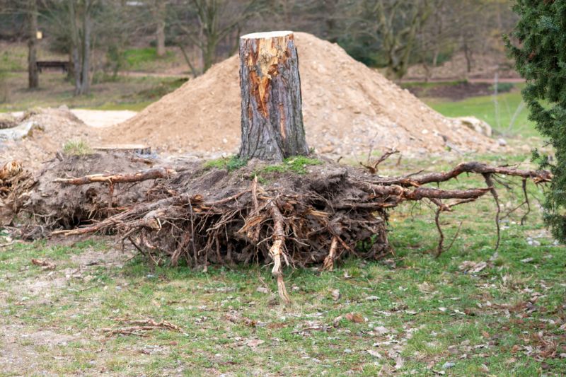 Root Removal Cost Guide — Cost of Root Removal