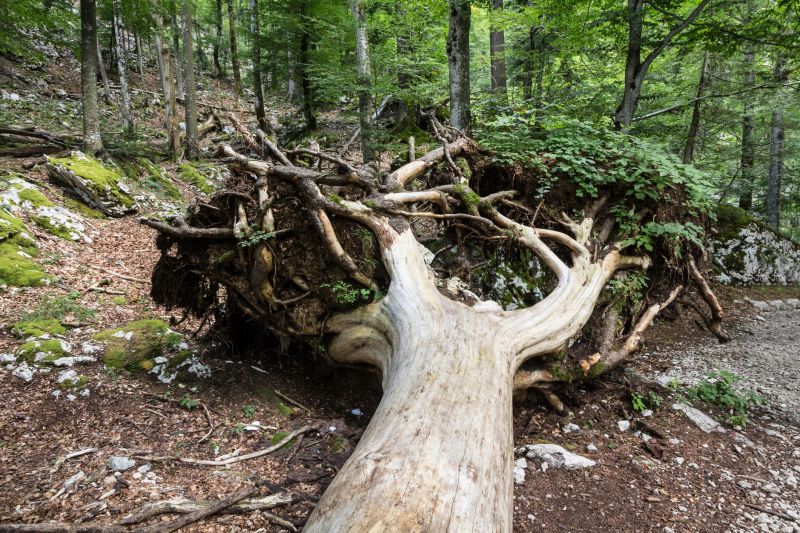 Root Removal Cost Guide — Cost of Root Removal
