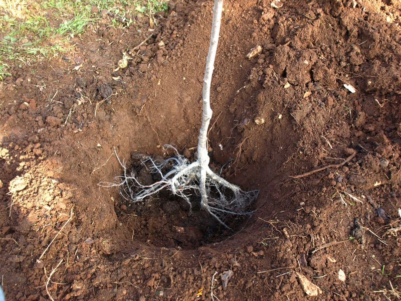 Root Removal Cost Guide — Cost of Root Removal