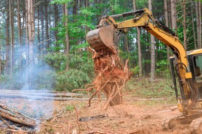 Improve The Appearance of Your Landscaping