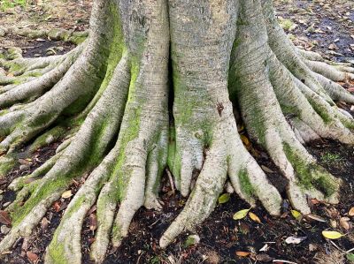 Protect Your Foundation From Root Damage